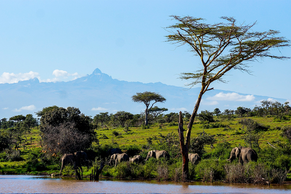 Afrikanische Landschaft mit Elefantenherde in Kenia. 